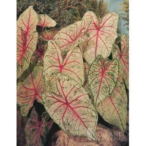  F.M. Joyner Caladium   4 bulbs Patio, Lawn & Garden