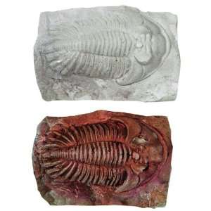  ArtMolds Trilobite Fossil Kit Arts, Crafts & Sewing