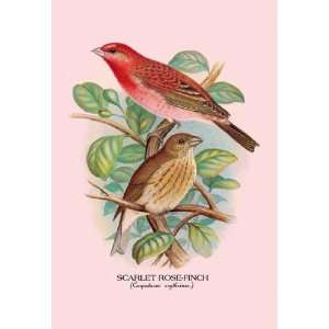 Exclusive By Buyenlarge Scarlet Rose Finch 28x42 Giclee on Canvas 