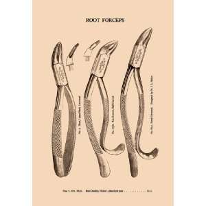  Root Forceps
