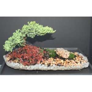Juniper Bonsai on Slab by Sheryls Shop  Grocery & Gourmet 