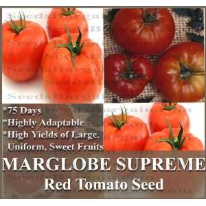  150 MARGLOBE SUPREME Tomato Seeds ~ LARGE & SWEET FRUITS 