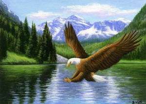 Bald eagle bird lake limited edition aceo print art  