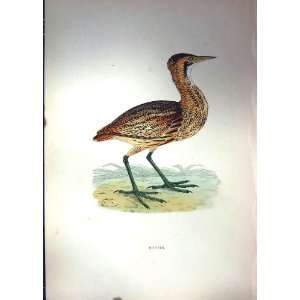  1851 British Bird Bittern Nature Colour Plate Morris