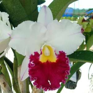 SC80 Orchid Plant Lc Chyong Guu Swan Ruby Lip AM/OSROC PotPack 