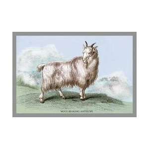  The Wool Bearing Antelope 24x36 Giclee