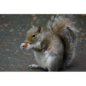  Gray Squirrel Taxidermy Photo Reference CD Sports 