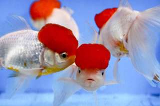 Live 5 REDCAP ORANDA Imported Fancy Chinese Goldfish red cap fish koi 