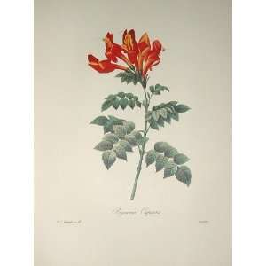  Redoute Botanical Print #11 Tecomaria 