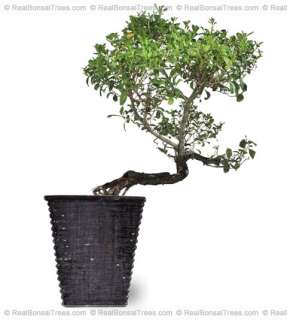 Real Bonsai Tree Button Wood Indoor Outdoor Live Old  