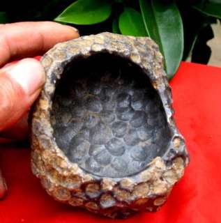 460g natural coral fossil ashtray very nice interesting  