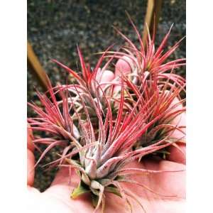  Airplants Tillandsia Red Ionatha Fuego 5 Pack Patio, Lawn 