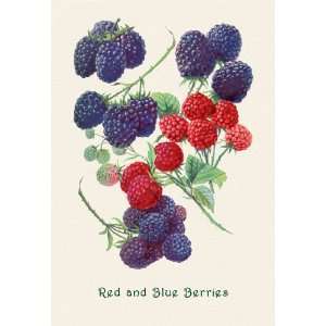  Red and Blue Berries 20x30 Poster Paper