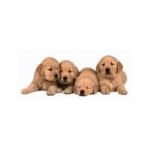  Paper House Productions Golden Retriever Pups Magnet