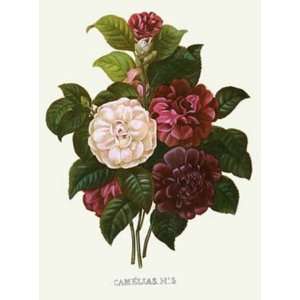 Bouquet   Camelias No 5 Etching Redoute, Pierre Joseph , Botanical 