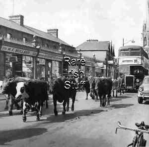 Cattle & Buses, NCR At Phibsboro Dublin 1960s   Photo  