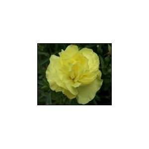 Bulk Carnations  Yellow  400 Grocery & Gourmet Food