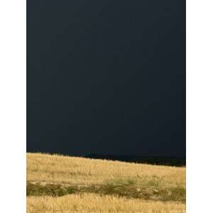  Field of Grain is Lit by the Sun against an Almost Black 