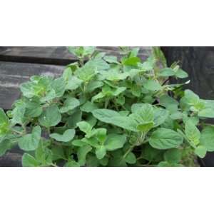  1 Gallon Cuban Oregano Plant Herb Plectranthus amboinicus 