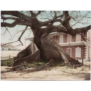  Reprint Ceiba or Silk Cotton Tree, Nassau, Bahama Islands 