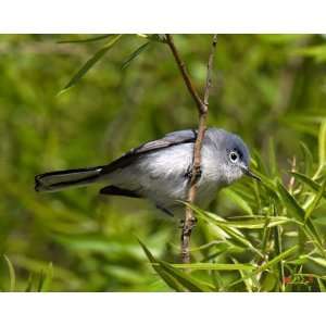  Blue gray Gnatcatcher