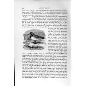   NATURAL HISTORY 1895 COMMON RINGED PLOVER BIRD PRINT