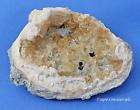 Golden Withlacoochee Agatized Fossilized Coral Georgia items in Apex 