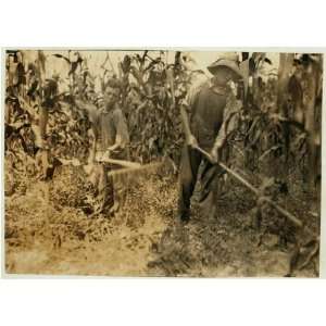  Photo Chopping corn Everett Adams, 15 years and Ora Adams 