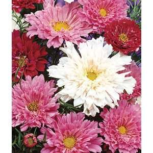  Cosmos, Double Click 1 Pkt. (50 seeds) Patio, Lawn 