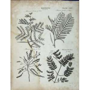   Encyclopaedia Britannica Botany Mimosa Cinerea Plants