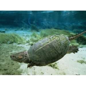 An Algae Dappled Snapping Turtle Swimming in a Clear Spring Premium 