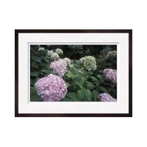  Hydrangeas Sintra Portugal Framed Giclee Print