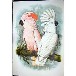  World Parrots 1973 Salmon Crested & White Cockatoo