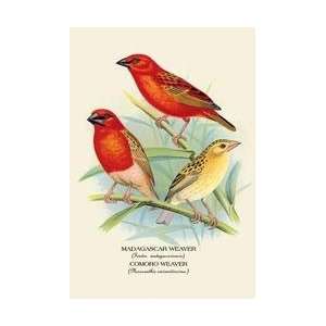 Madagascar Weaver Comoro Weaver 28x42 Giclee on Canvas  