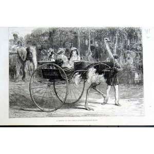  Ostrich Cart Jardin D@Acclimation Paris Old Print 1875 