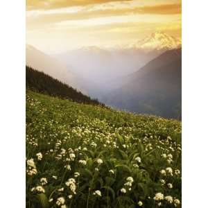  Meadow with helebore and sitka valerian on Green Mountain 