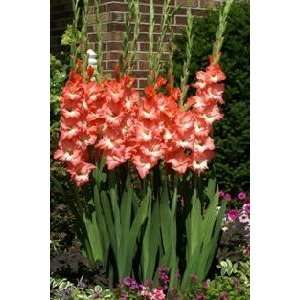  Gladiola San Remo 12 14 cm. 100 pack Patio, Lawn & Garden