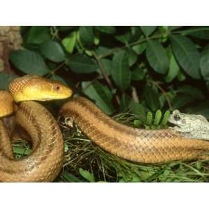  Yellow Rat Snake,& Grey Tree Frog on Coil Photographic 