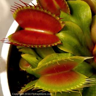 Superior Venus Fly Trap Seeds Direct from the Grower