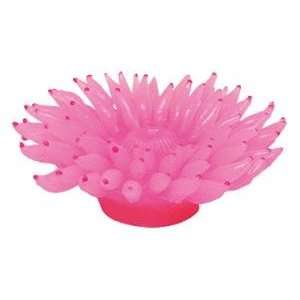 Anemone Coral Pink   size 5 x 4 x 2.5