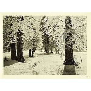  1907 Print Frost Larch Tree Ballance Switzerland Swiss 
