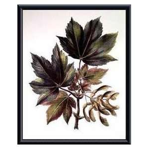  Shimmering Maple Branch II   Artist Deshayes  Poster Size 18 X 14