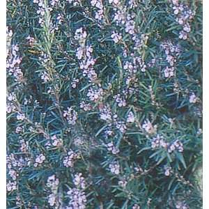  Spice Island Rosemary Plant   Outstanding for Culinary 