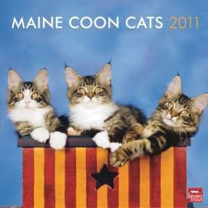 Maine Coon Cats 2011 Square 12x12 Wall Calendar 
