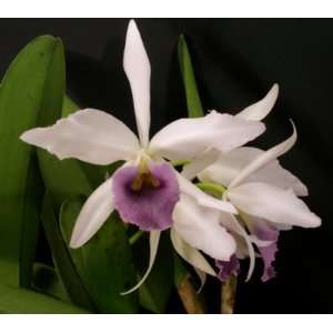 Lc C G Roebling Sentinel HCC/AOS (orchid plant)  Grocery 