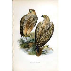  Striated Eagle Bree H/C 1875 Old Prints Birds Europe