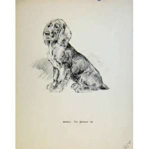  Fine Art Dog Drawing Puppy Sketch By Barker Old Print 