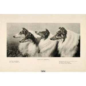  1901 Print Four Collie Dogs Herding Halftone Engraving 