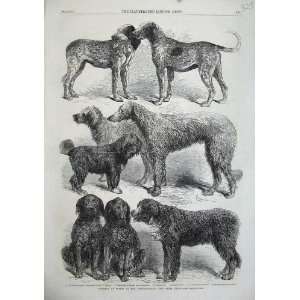  1863 Winners Dog Show Paris Japanese Retrievers Hounds 