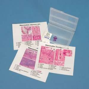 Intestine Composite Self Study Microscope Slide Unit  